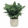 Sonoma Goods For Life® Sonoma Faux House Plant -Sonoma Goods For Life shop unnamed file 7572