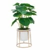 Sonoma Goods For Life® Friendship Plant & Ceramic Pot With Gold Metal Stand 1 Sonoma Goods For Life® Friendship Plant & Ceramic Pot With Gold Metal Stand -Sonoma Goods For Life shop unnamed file 9295