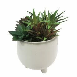 Sonoma Goods For Life® Faux Succulents In Ceramic Glazed Pot 6 Sonoma Goods For Life® Faux Succulents In Ceramic Glazed Pot -Sonoma Goods For Life shop unnamed file 9302